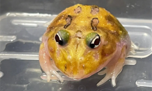 角蛙到底有多可怕
