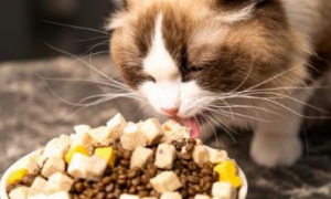 博特菲力猫粮是幼猫粮吗