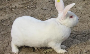 公兔和母兔的耳朵有什么区别