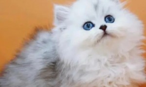 金吉拉猫成年多少斤