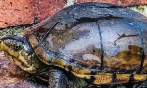 头盔蛋龟孵化时间