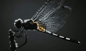 黑色的蜻蜓是什么品种