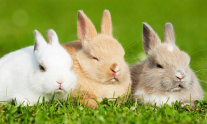 兔子一天吃多少合适