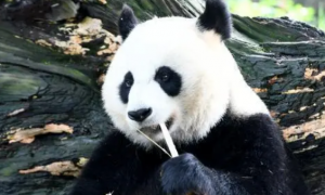 熊猫吃什么东西