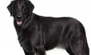 黑色金毛犬是什么品种