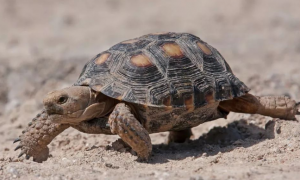 沙漠龟有什么品种