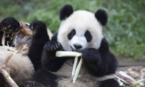 熊猫吃的食物有哪些