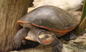 圆澳龟最难养的龟