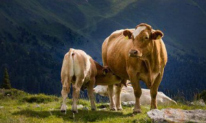 牛的寿命最长多少年