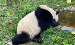 熊猫为什么要被企业认养