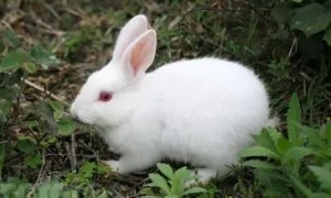 中国白兔能活多少年