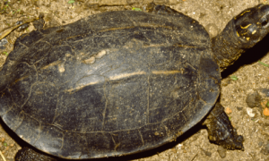 斯里兰卡黑山龟是保护动物吗