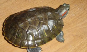 红腹龟是巴西龟吗