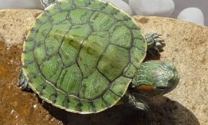 巴西龟多大能分出公母