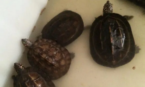 斯里兰卡黑山龟好养吗