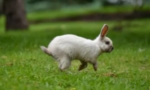 兔子为什么跑来跑去