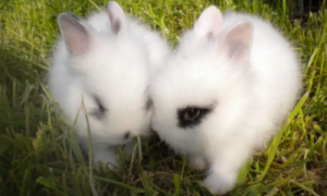 海棠兔的特点是什么