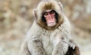 猴是什么性格和脾气