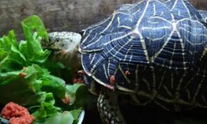 吃菜龟是陆龟吗