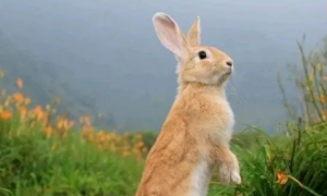小兔子的尾巴有什么作用呢