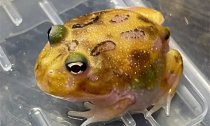 角蛙害怕的表现