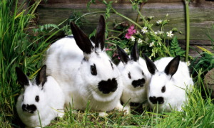 农村养兔子吃什么草