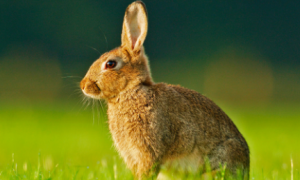 兔子耳朵上有结痂是什么病