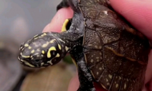 斯里兰卡黑山龟能长多大