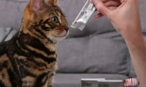 唯派特猫用益生菌膏怎么样