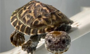 墨西哥蛋龟繁殖要什么环境