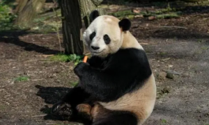 比利时网民评论熊猫是真的吗