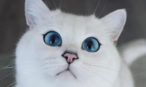 蓝眼白猫耳朵都会聋吗