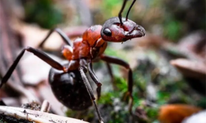 蚂蚁有眼睛吗