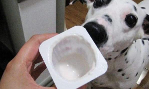 酸奶可以天天喝吗