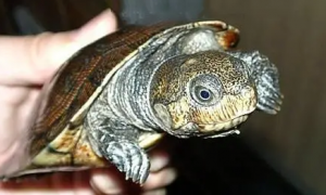 亚马逊大头侧颈龟稀有吗