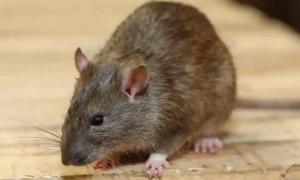 老鼠爱吃什么