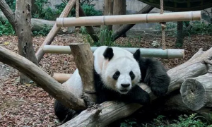 熊猫成为国宝的真正原因