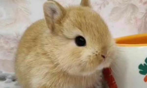 小型兔喜欢吃什么