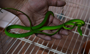无毒绿色的蛇