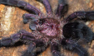 厄瓜多尔蜘蛛多久长大成型