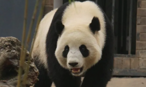 大熊猫暖暖还在南京吗