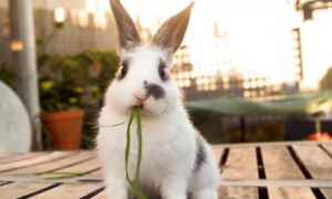兔子生产后多长时间能配种?