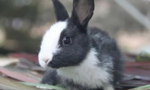 宠物兔哪个品种最聪明