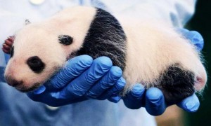 怎么才能认养大熊猫
