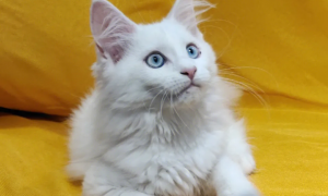 全身白色蓝眼睛的猫是什么猫