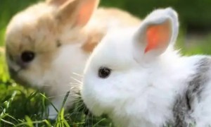 兔子智商等于几岁人类