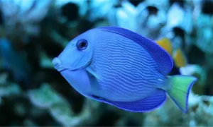 紫蓝吊海水鱼好养吗
