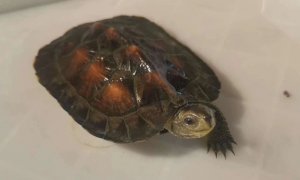 斯里兰卡黑山龟能冬眠吗