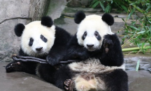 大熊猫被认养名单有哪些
