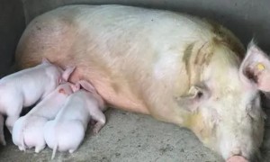 哺乳母猪能喂黄连解毒散吗